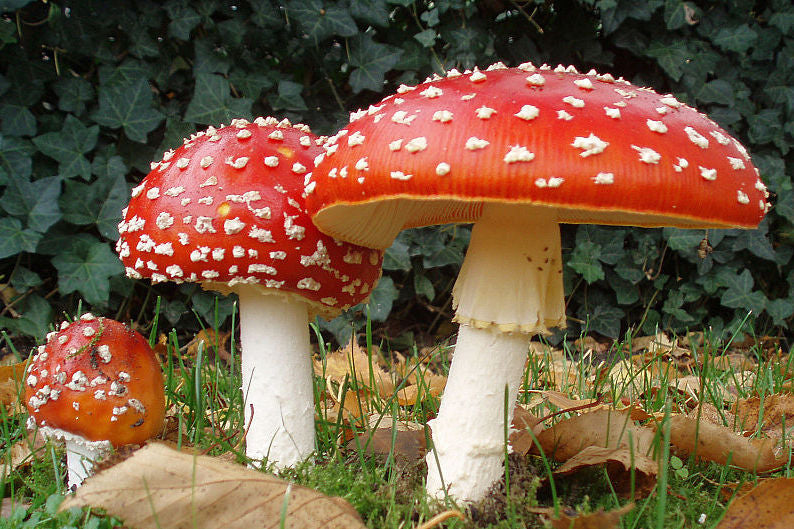 Unlocking the Mysteries of Psilocybin and Psilocin: Exploring the Magic in Mushrooms - Mushroomz.com